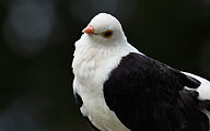 Luttich Owl Pigeon